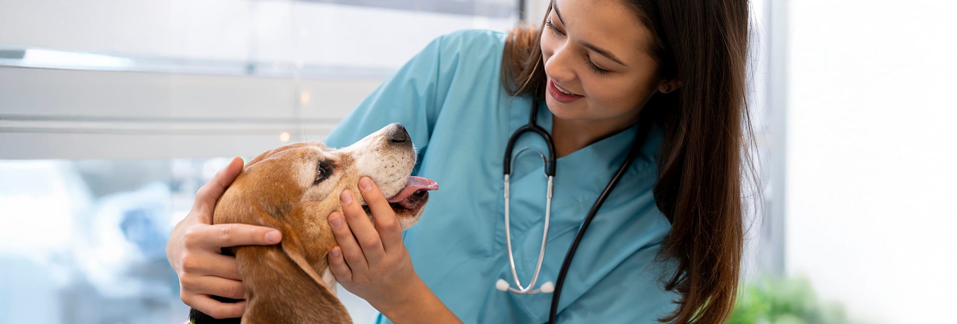 Medicina Veterinária: conheça o curso e as possibilidades de crescimento profissional 